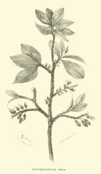 Erythroxylon coca